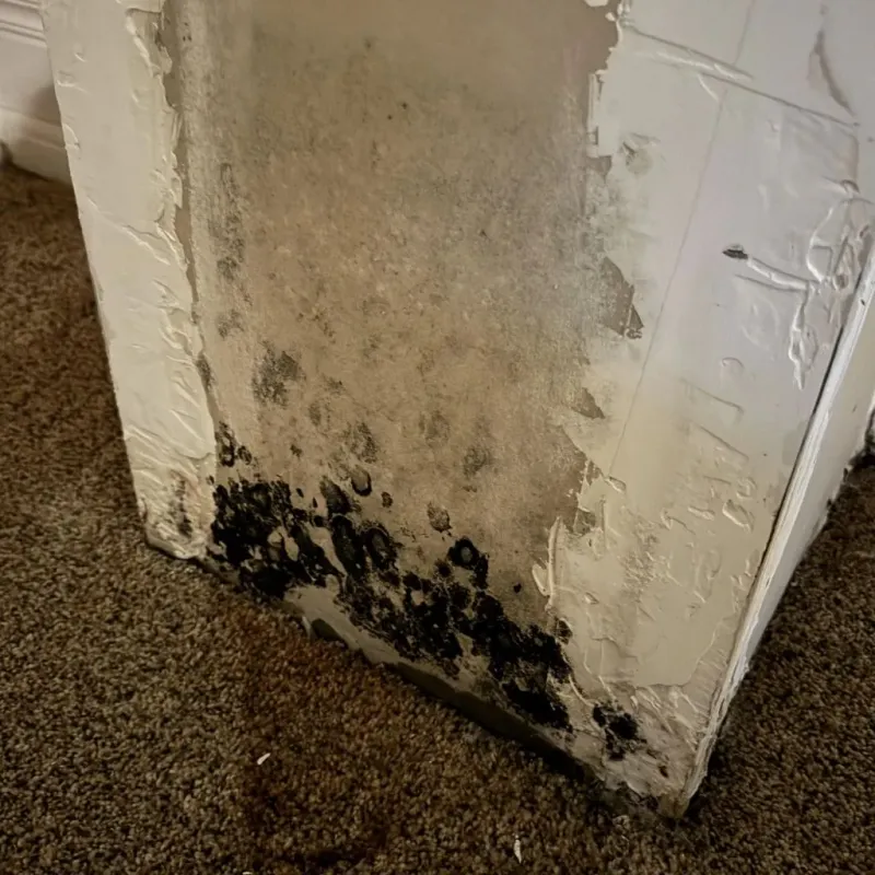 Professional Mold Removal in California, MO